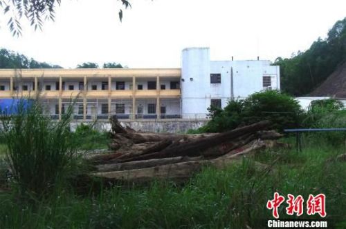 圖為被惠州警方暫扣在辦案中心的烏木。嚴初攝