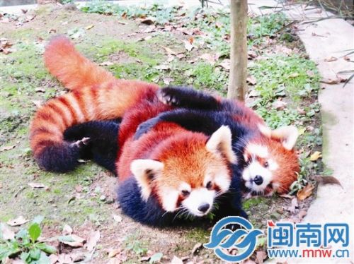 欢欢和美可的台北幸福生活（台北市动物园供图）