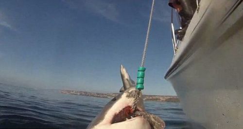 潜水员抓拍大白鲨吃诱饵鱼遭另一条腾空抢镜(