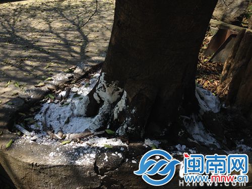 根部被倒了白色物质后，榕树开始枯黄