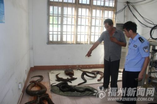 从药酒桶里捞出来的死蟒蛇等。