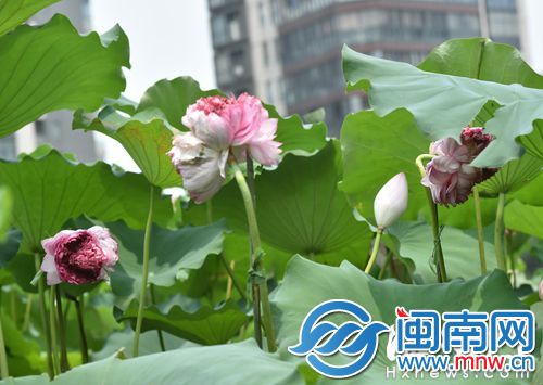 三对并蒂莲争奇斗艳