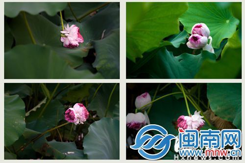 这池并蒂莲的花瓣都是粉中带白（吴先生供图）