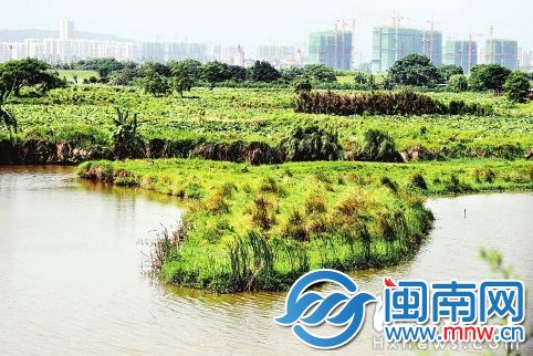龙祥岛湿地，水草长在原生态的岸边，随波摇曳