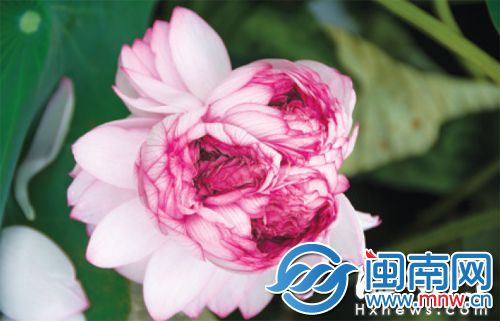 金山公园出现荷花“三胞胎”，这在福州是首次