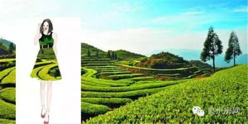 安溪茶园（佚名）