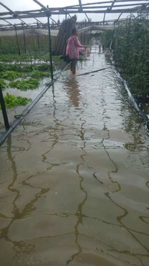 蚶江莲西20余亩农田被淹