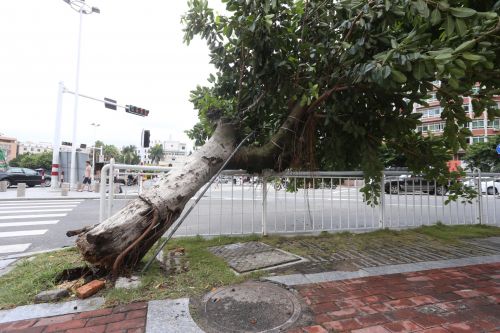 子芳路一行道树连根拔起(颜华杰 摄)