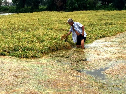 10万余斤稻谷&ldquo;泡汤&rdquo;