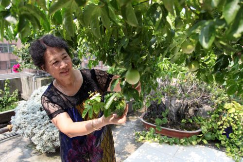 蔡大妈的乐事：&ldquo;生态果园&rdquo; 建楼顶