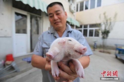 天津西青區(qū)現(xiàn)&ldquo;雙頭豬&rdquo; 2腦袋3只耳朵