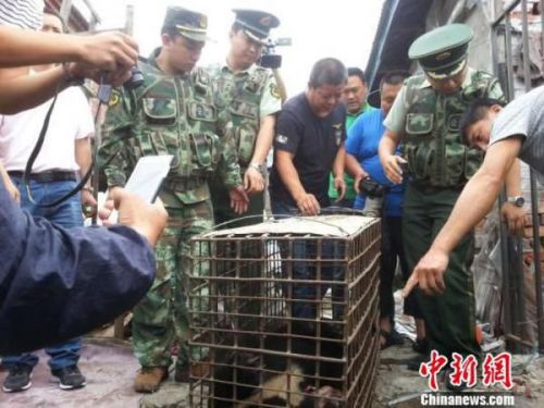 黑龙江饶河县境内一周内出现4只过境黑熊（图）