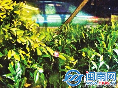 绿化带上，红色烟盒很显眼