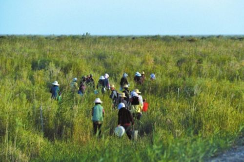 格爾木市區(qū)白天人流量不大，但最近幾乎每天凌晨5點(diǎn)左右，都會(huì)有大批摩托車、面包車從市區(qū)出發(fā)。滿載著手持塑料桶、夾子、剪子的人，在行駛一兩個(gè)小時(shí)后，到達(dá)市區(qū)周邊的草場。草原邊上，他們少則兩三人，多則數(shù)十人地往前走，男女老少都有。直至早上7點(diǎn)多，還不斷有盜采者搭乘摩托車往草原進(jìn)發(fā)。圖為清晨盜采黑枸杞的人成群結(jié)隊(duì)翻越護(hù)欄前往草場。