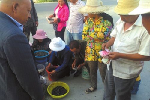 &ldquo;草原太大、牧民太少、盜采者太多&rdquo;