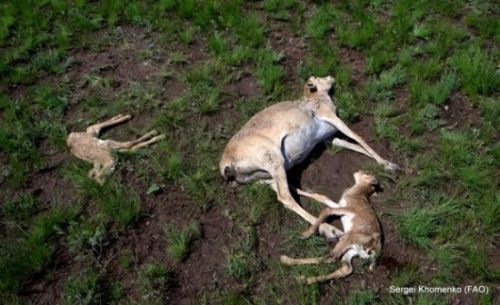 哈薩克草原羚羊4天暴斃6萬(wàn)只