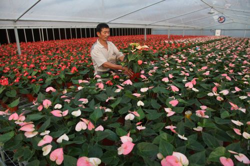 教师节前万株红掌成为新宠