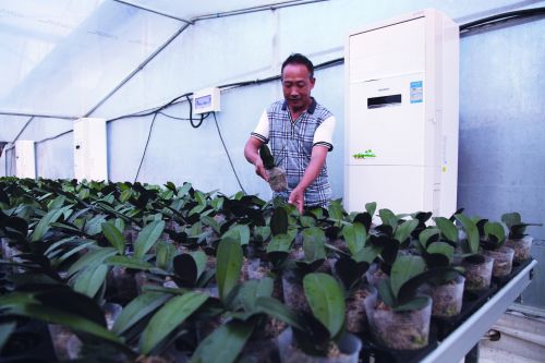 种植红掌实现了致富梦