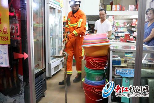花蛇凌晨溜进商店