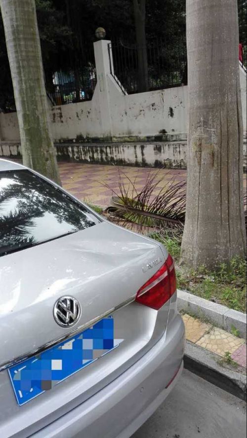 疑？大王椰子樹落葉砸凹轎車車身
