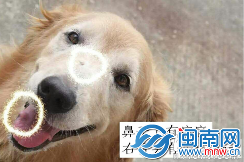 被盗金毛犬的特征