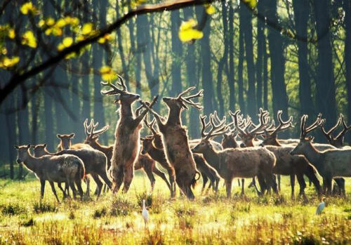 江苏最新5A级景区名单 江苏5A级景点介绍资料