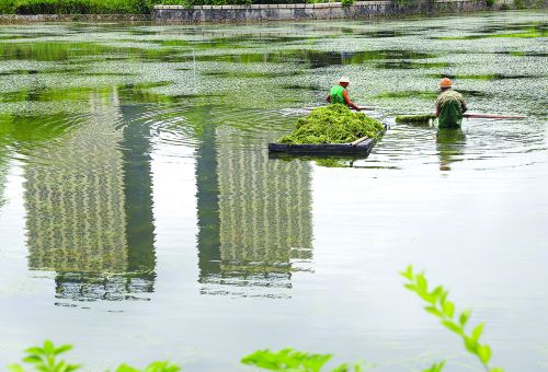 鸳鸯池公园清理湖中杂草