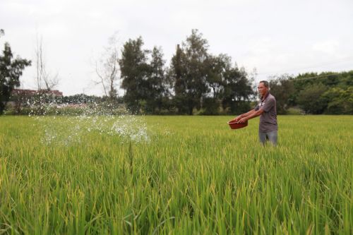 今年水稻有望大丰收