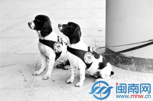 史宾格犬体型不大，外形可爱