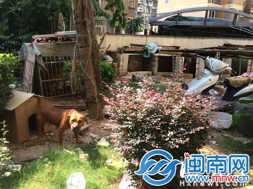 福州玉岛苑小区花园被改造成狗舍 大狗昼夜狂吠