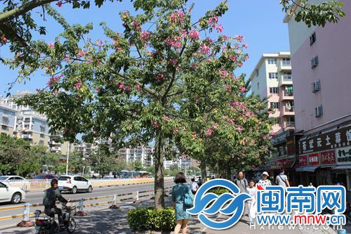 盛开的美丽异木棉