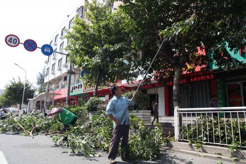 修剪行道樹道路更通暢