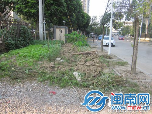东林支巷西侧人行道被开出了菜地