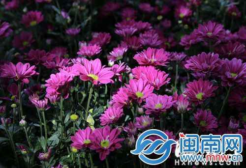 紫红色的荷兰菊，在阳光的照耀下格外鲜艳