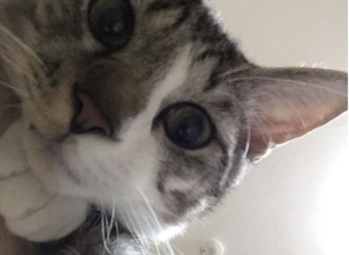 猫咪为什么经常咬主人_狗狗脾气不好总咬主人_猫咪轻咬主人啥意思