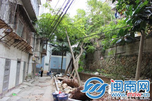 倾倒的树木挂在缆线上