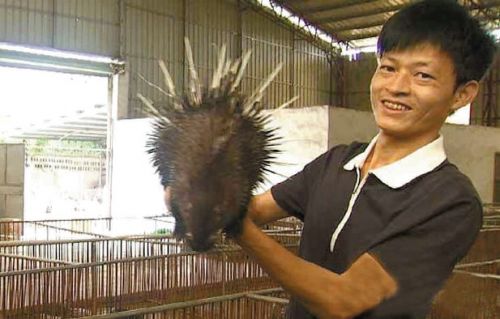 陈志雄展示饲养的豪猪