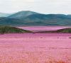 智利阿塔卡马沙漠大雨过后花开遍地 犹如童话世界