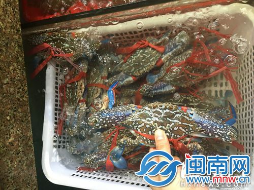 海蟹价格上涨比较快