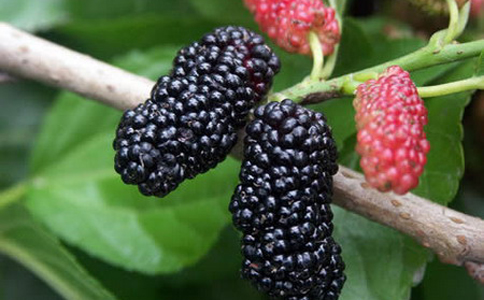 桑葚泡水喝的禁忌