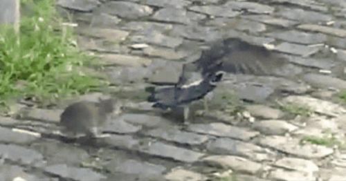 实拍: 老鼠鸽子当街对决  生死殊斗场面惨烈(gif图