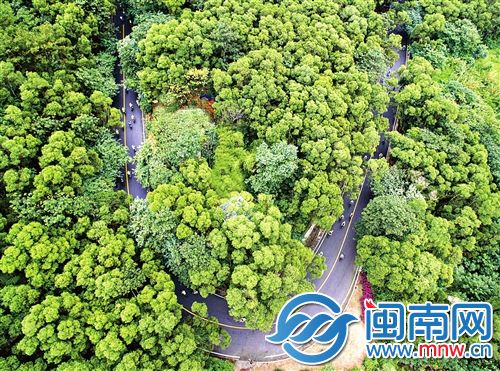 比赛在风光旖旎的鼓岭山道上进行