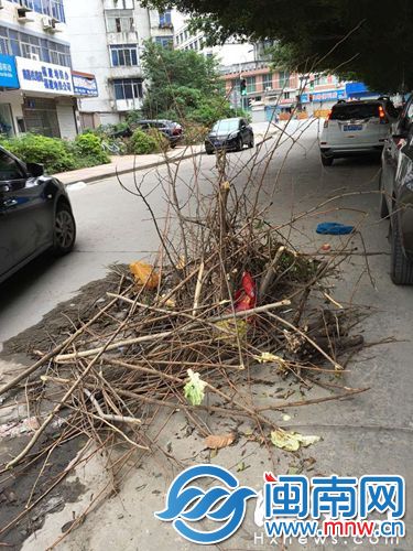 沁园路中央有一个大坑,用树枝遮挡