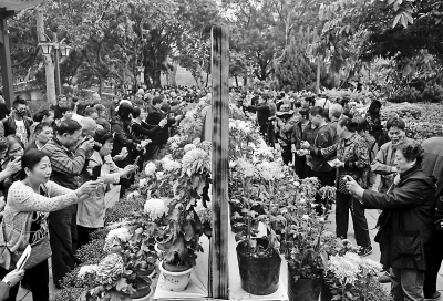 菊展首日，西湖公园游人爆满