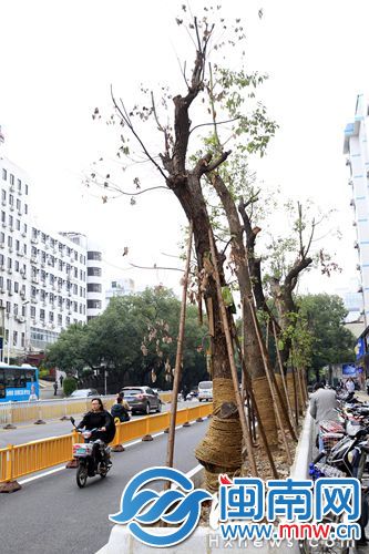 鼓屏路新栽的樟树能否活下来，不少市民担心它们的命运