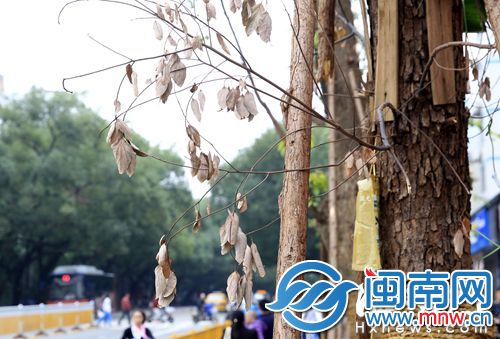 好些新树已经干枯，点滴瓶已干瘪