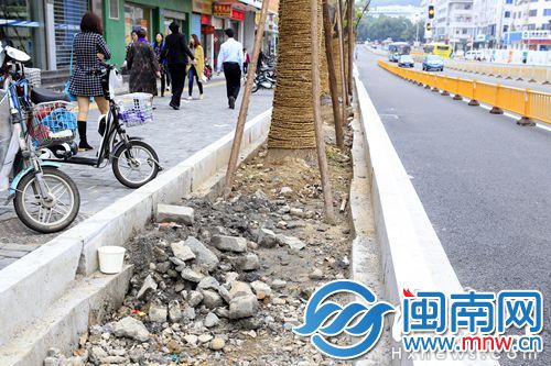 树池里堆了很多碎石和渣土，且还空出二十厘米高没回填泥土