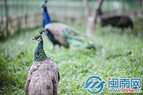 新来的孔雀吸引了学生们驻足拍照