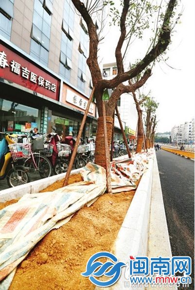 树池已填入黄土，并加盖了塑料布防尘