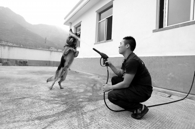 ◀警犬“黑风”（右）和“肥肥”在训练▲警犬“肥肥”爱玩水
